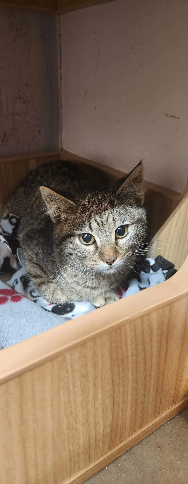 LILO - Tabby available for adoption