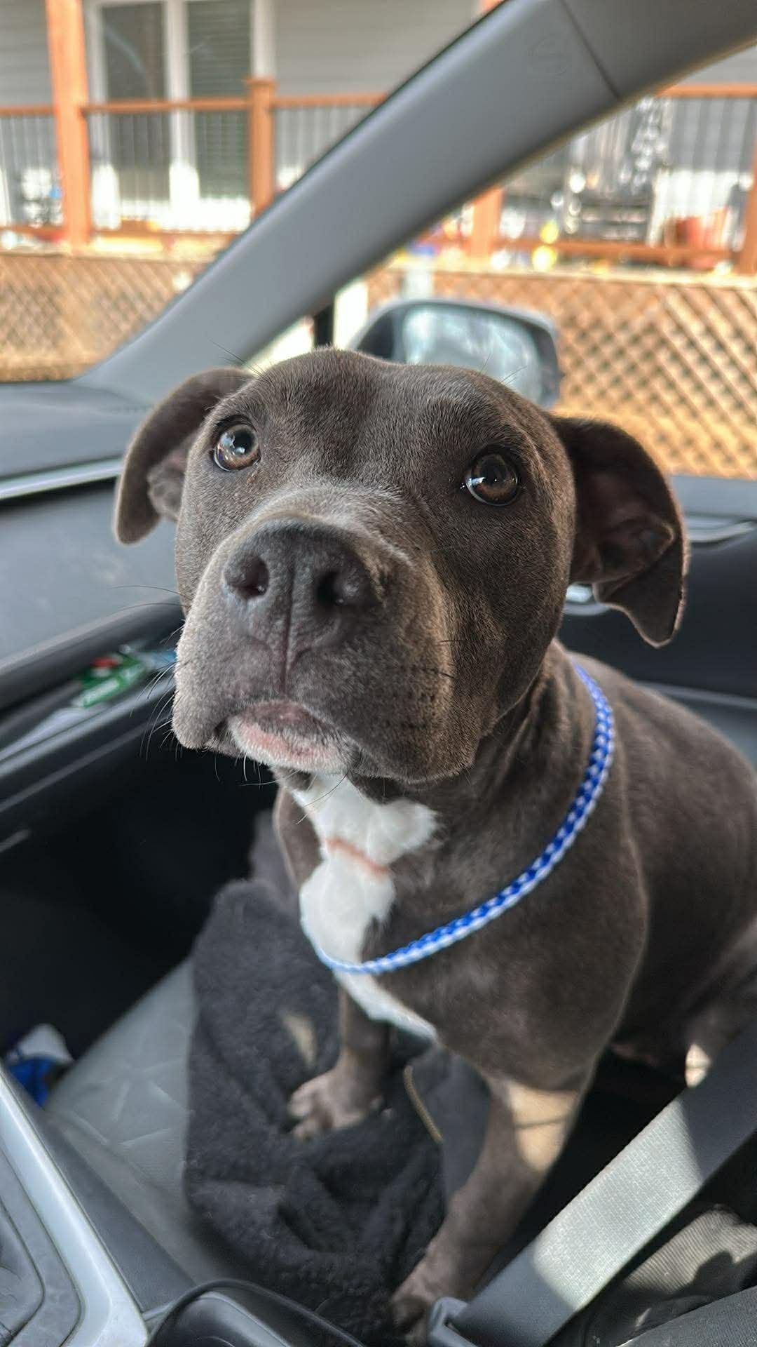 ATHENA - American Pit Bull Terrier available for adoption