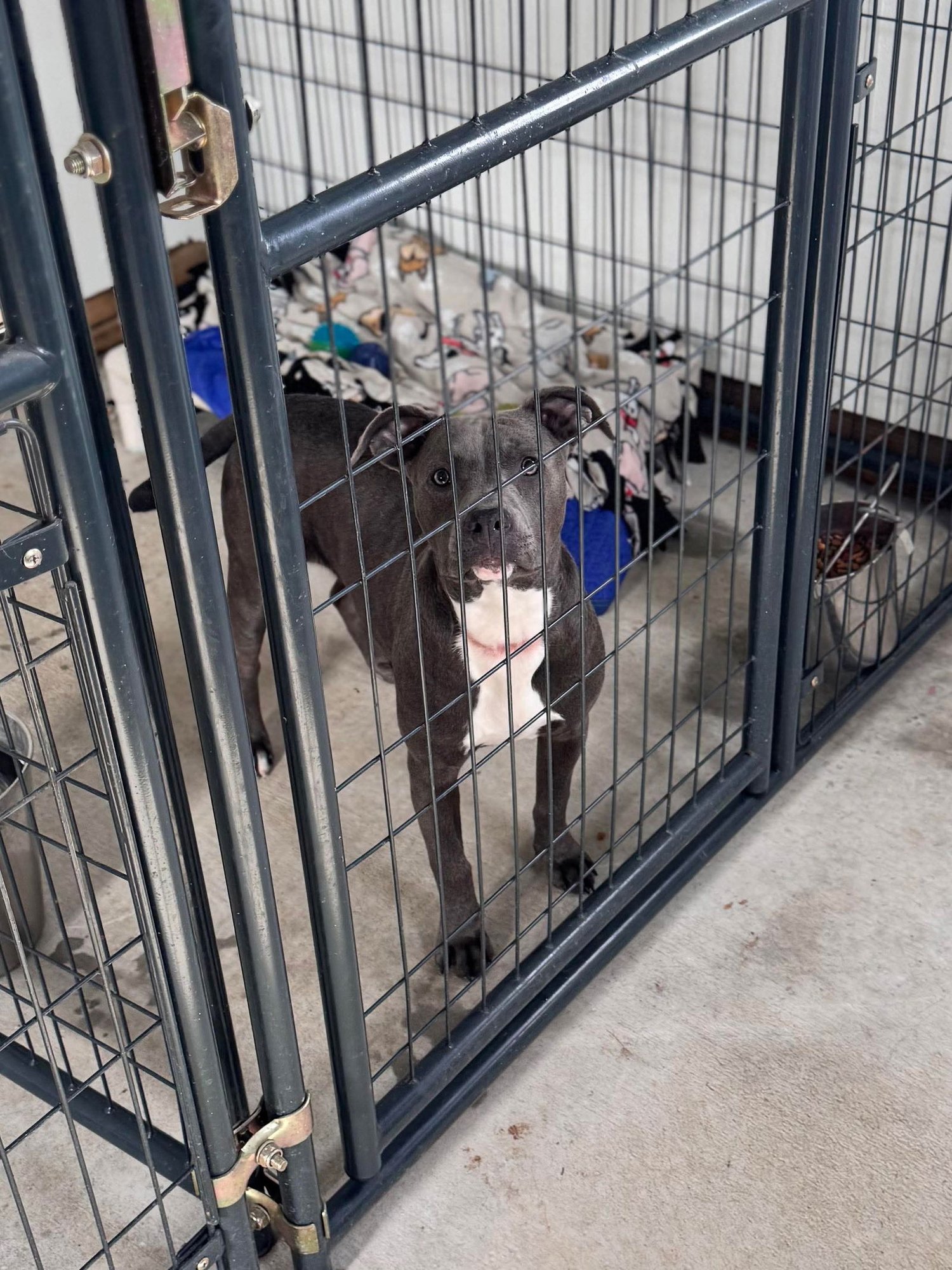 ATHENA - American Pit Bull Terrier available for adoption