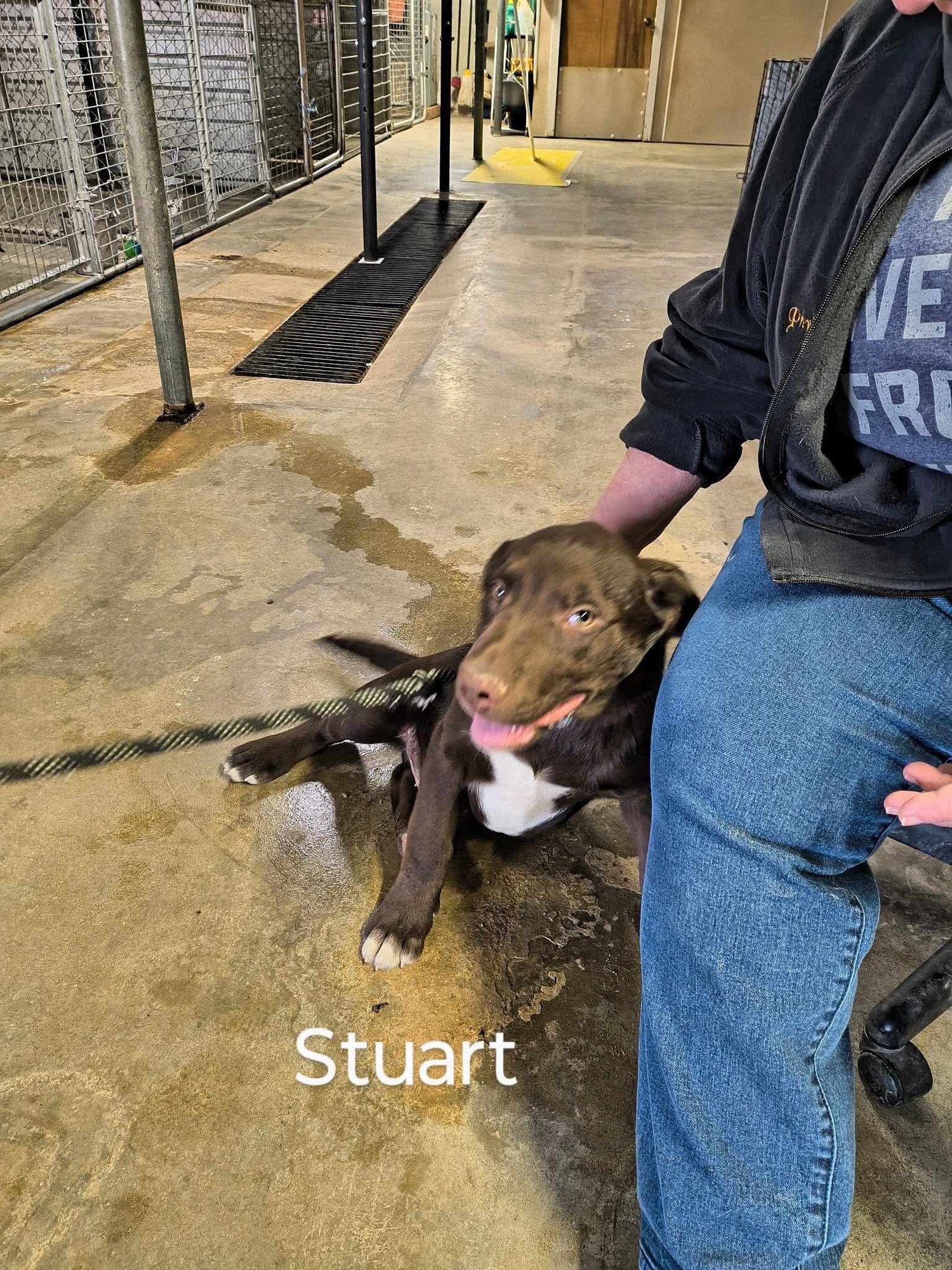 STUART - Chocolate Labrador Retriever available for adoption