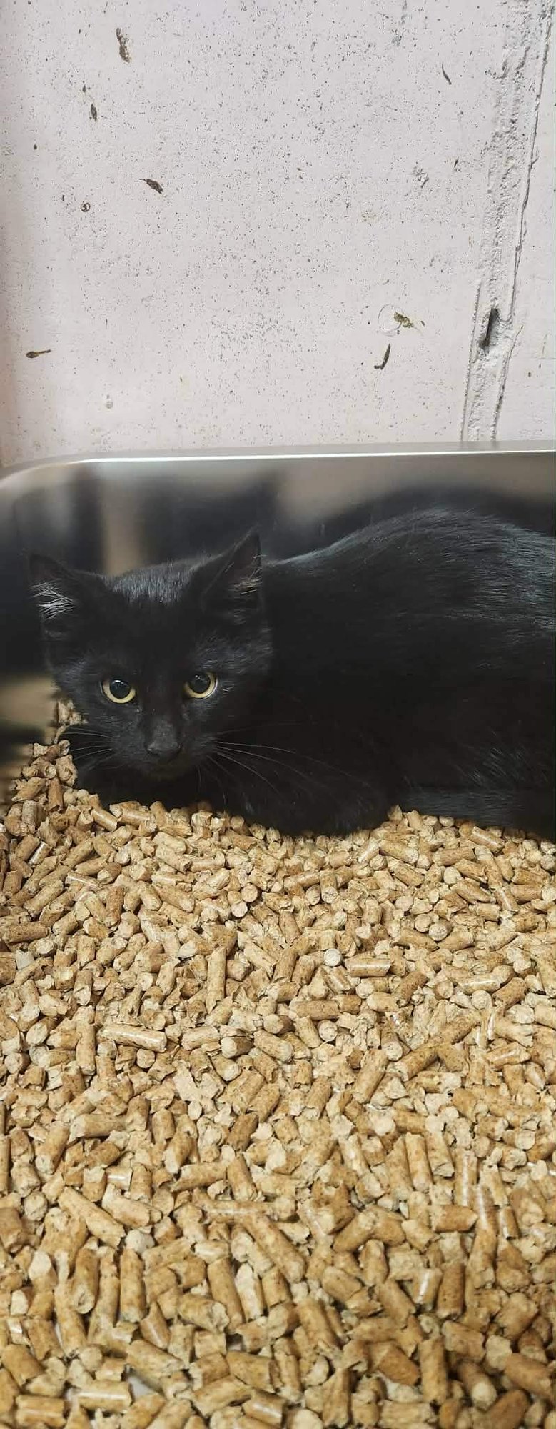 STITCH - Domestic Short Hair available for adoption