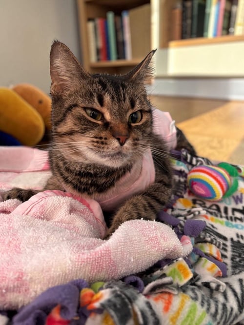 SQUEAK - Domestic Short Hair available for adoption