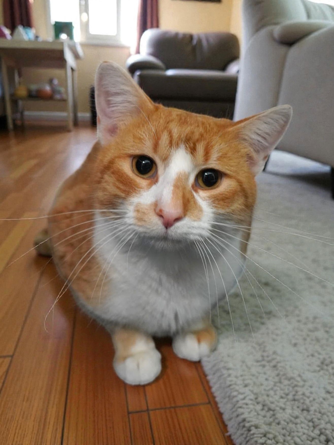 MAX - Domestic Short Hair available for adoption