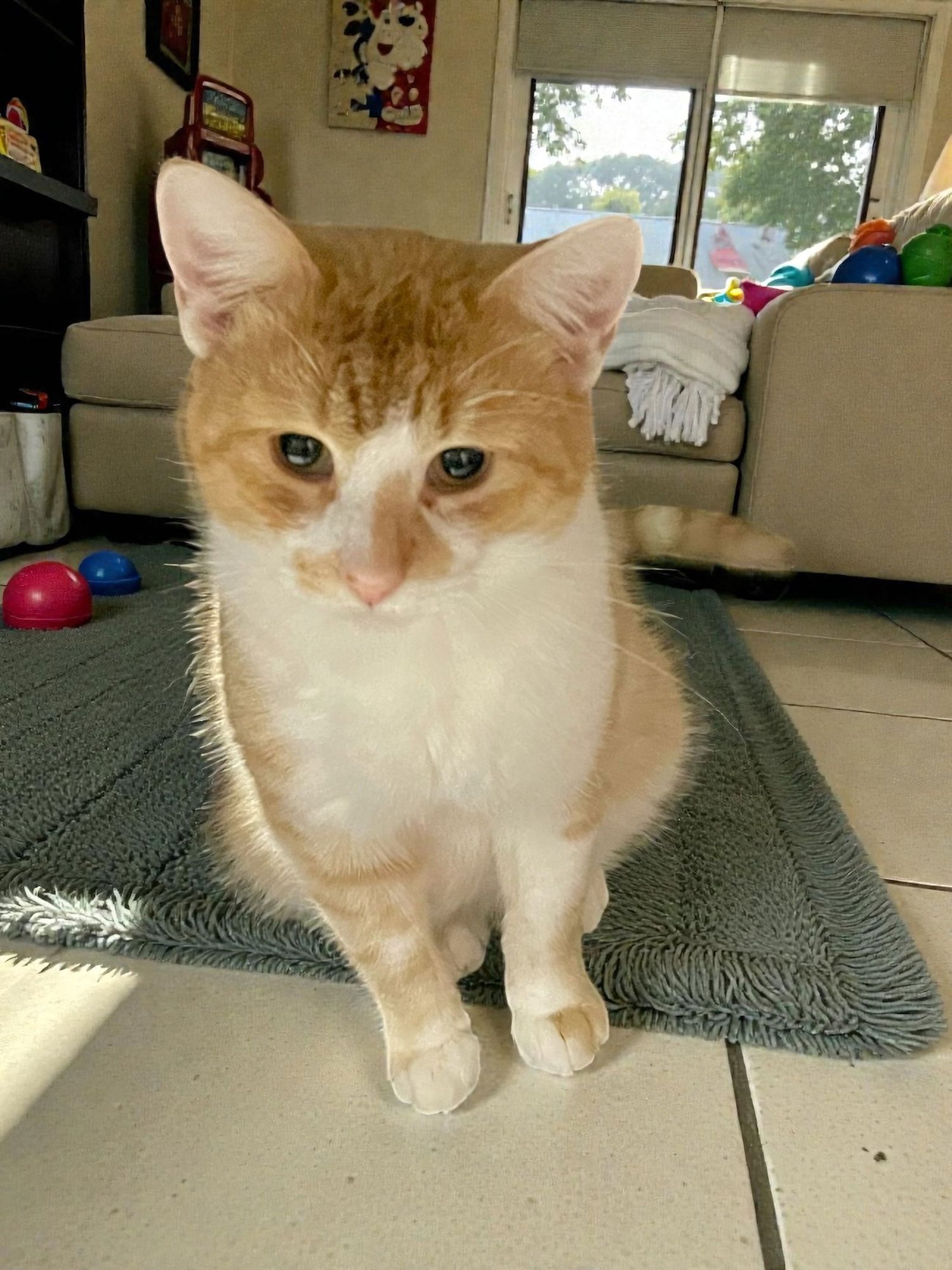 MAX - Domestic Short Hair available for adoption