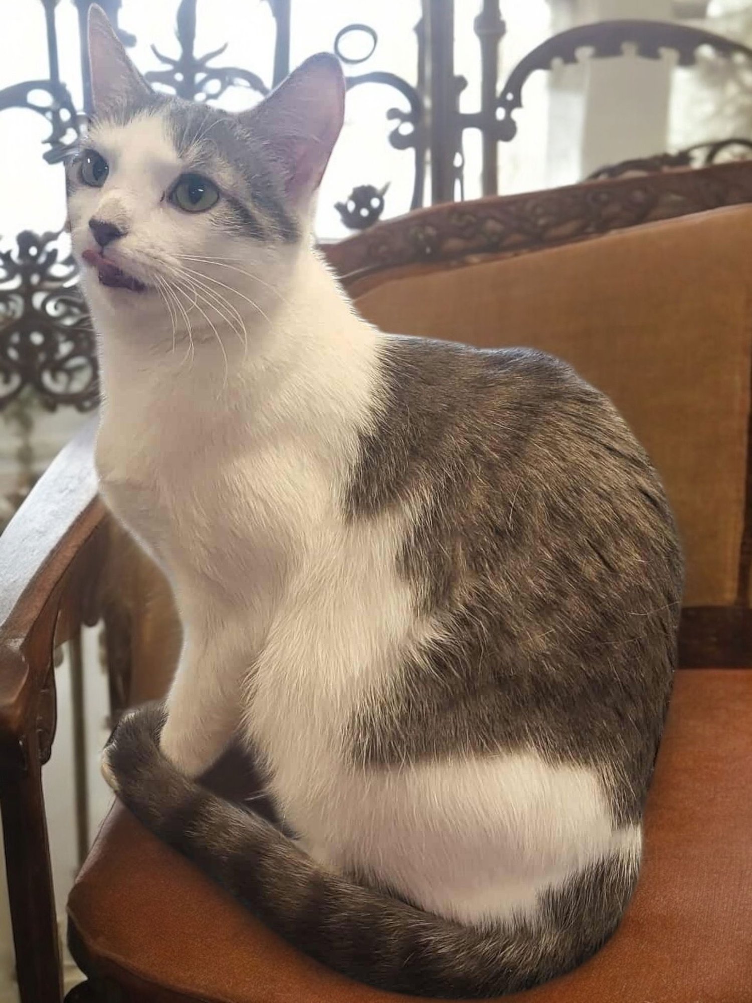 COCOA - Domestic Short Hair available for adoption