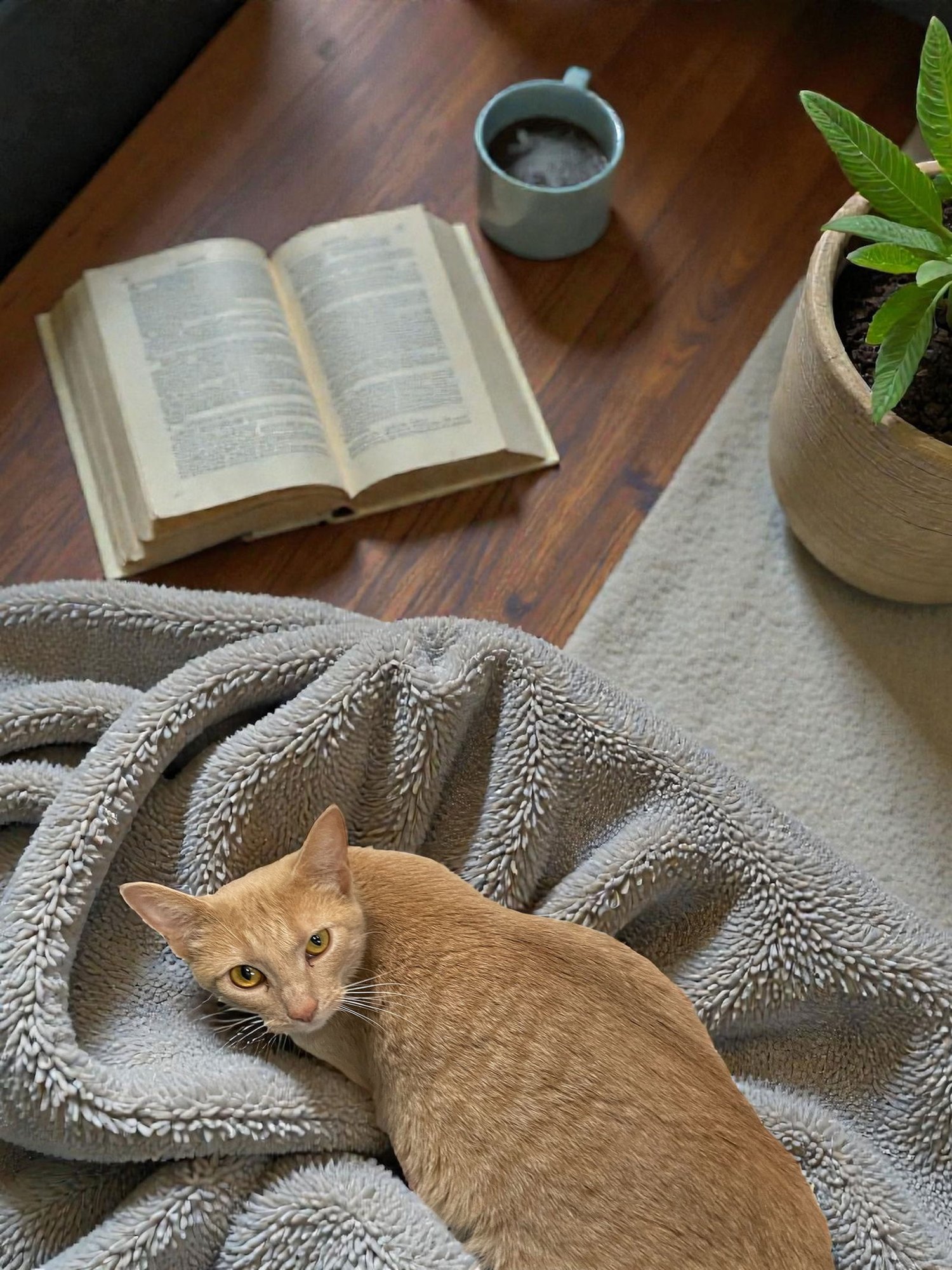 MIMOSA - Domestic Short Hair available for adoption