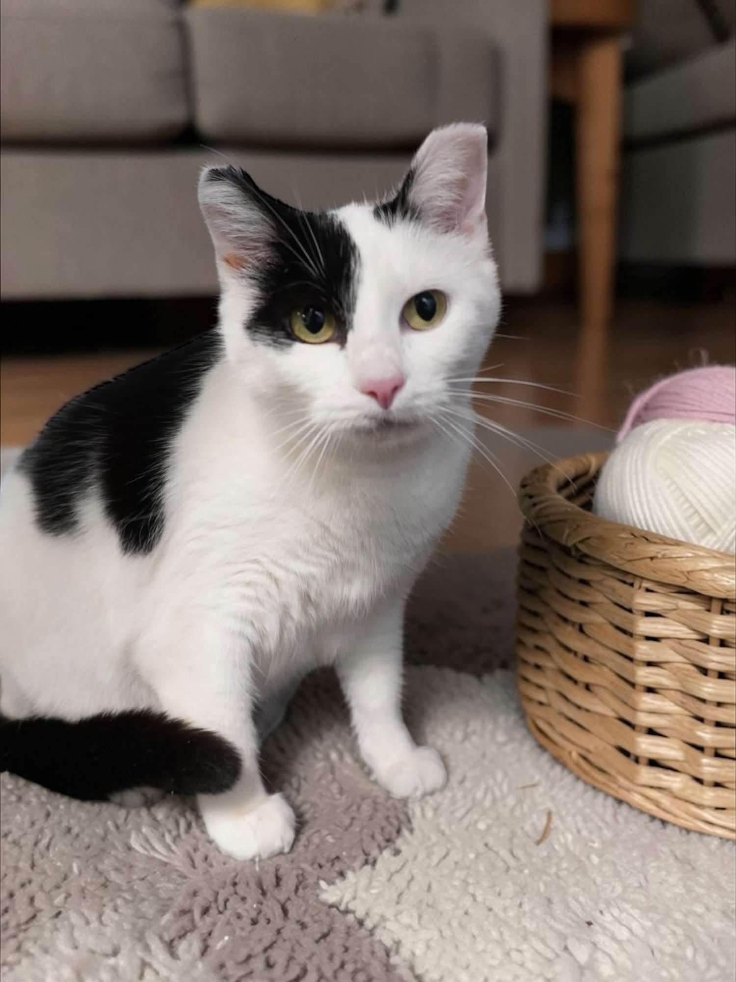 LOLO - Domestic Short Hair available for adoption