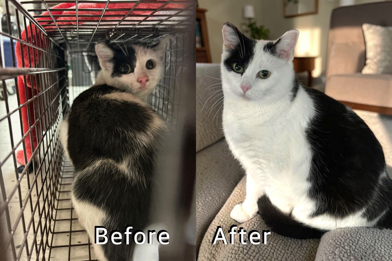 LOLO - Domestic Short Hair available for adoption