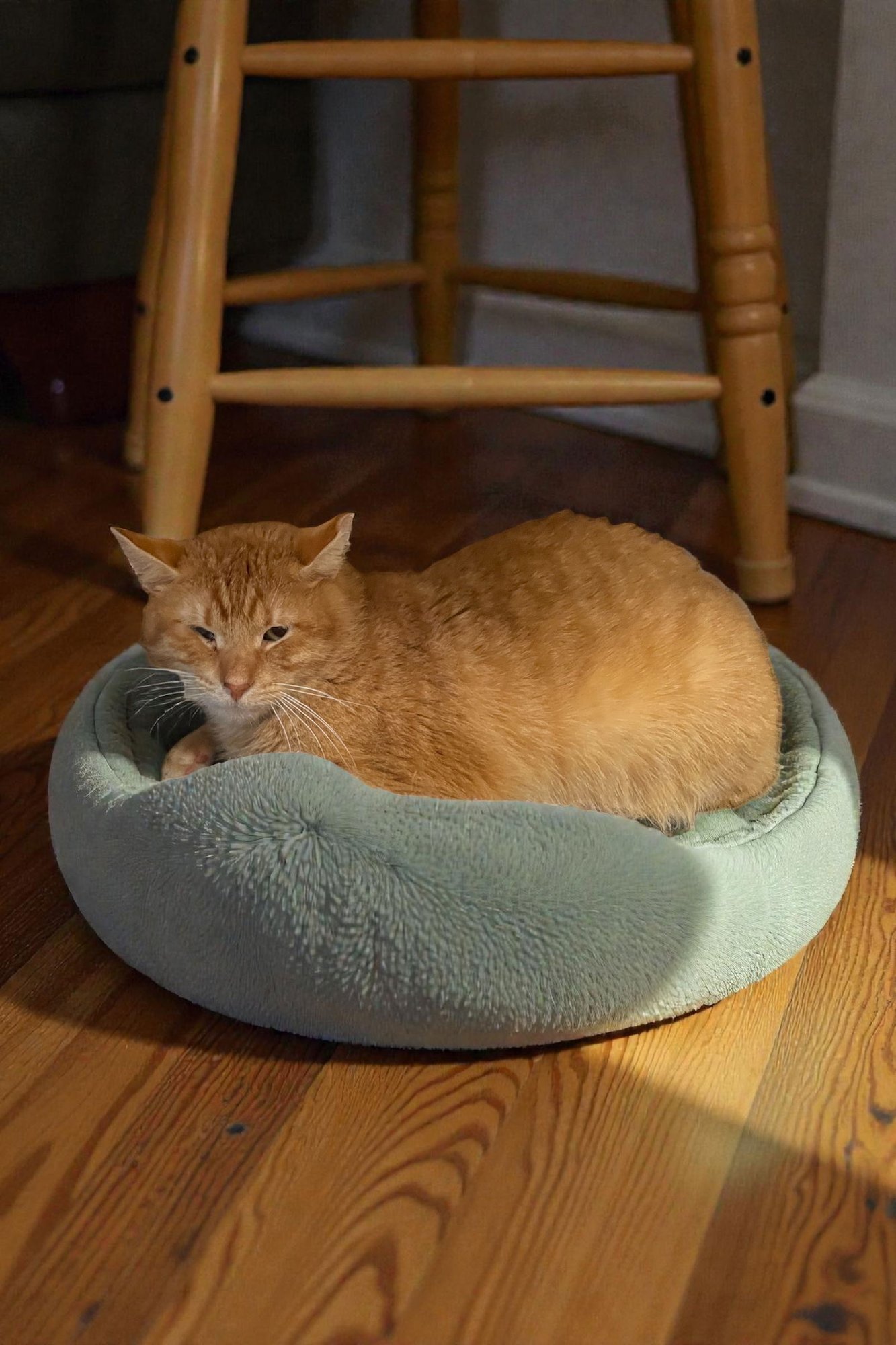 CHESTER - Domestic Short Hair available for adoption