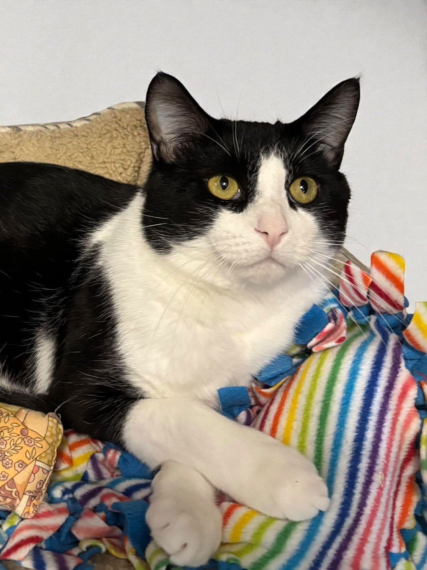 FREDDIE - Domestic Short Hair available for adoption