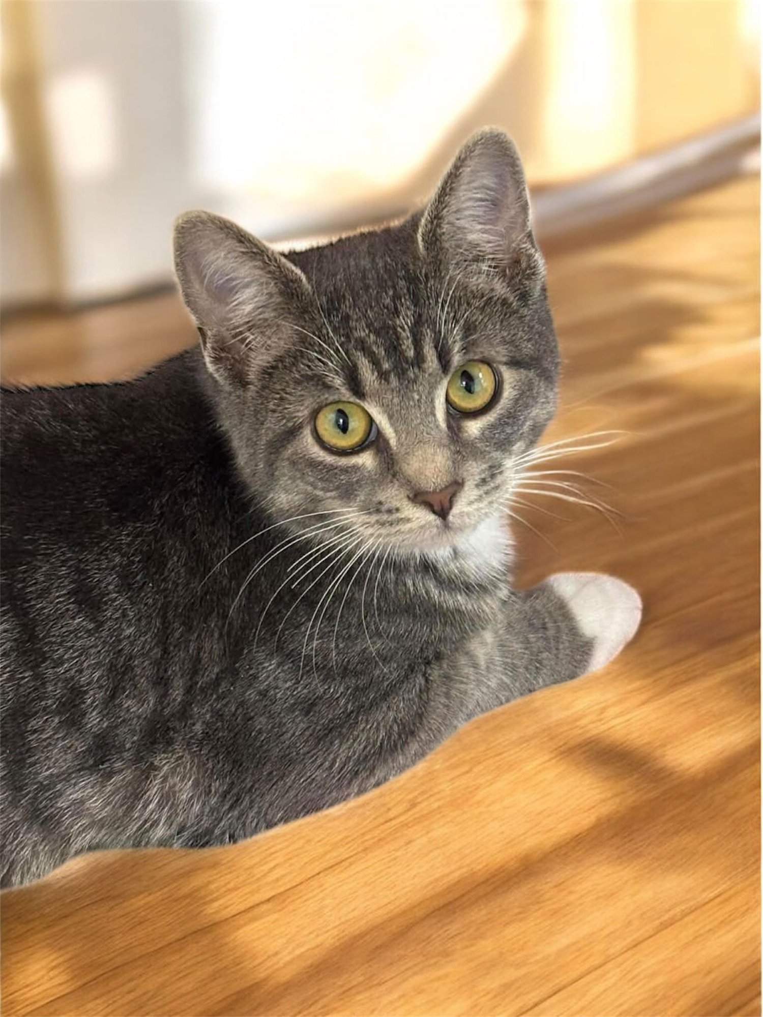 FAITH - Domestic Short Hair available for adoption