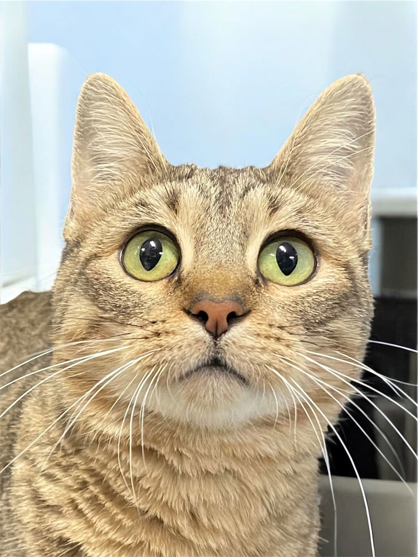 POLLY - Domestic Short Hair available for adoption