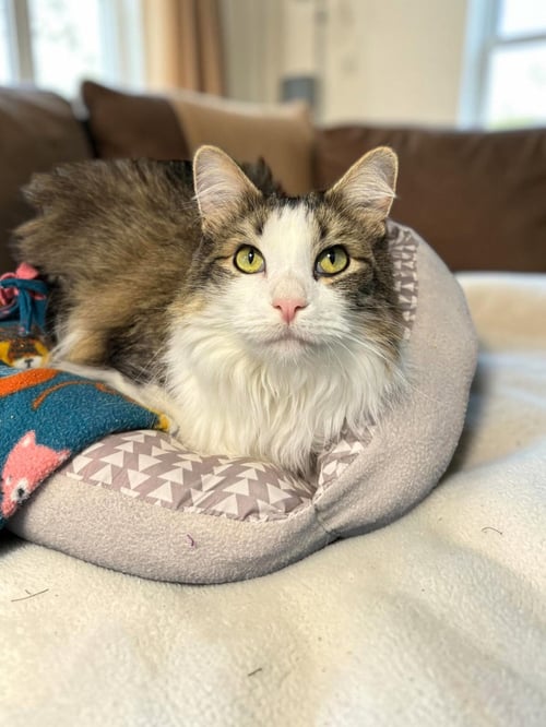 ASPEN - Domestic Long Hair available for adoption