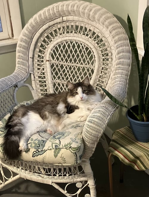 ASPEN - Domestic Long Hair available for adoption