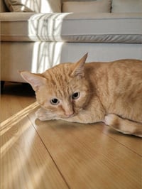 Garfield - Photo 2