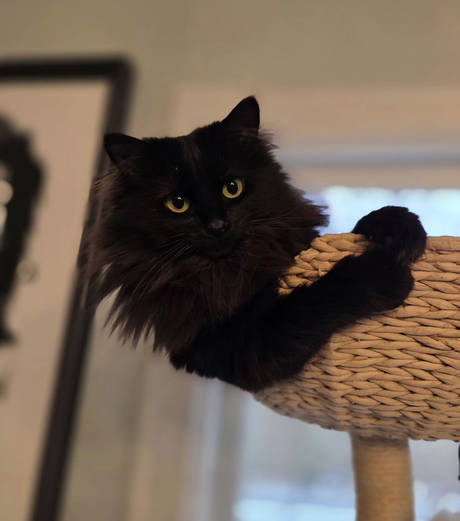 LYLAH - Domestic Long Hair available for adoption