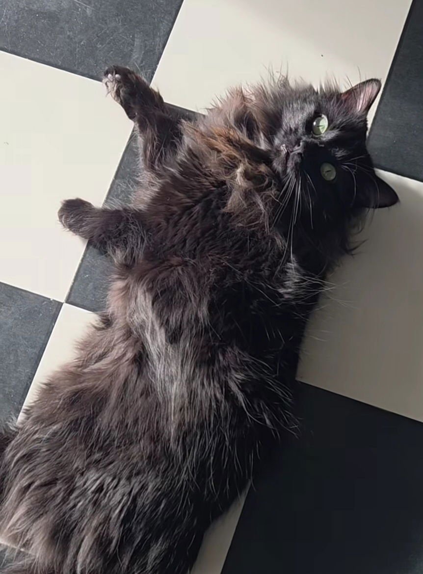 LYLAH - Domestic Long Hair available for adoption