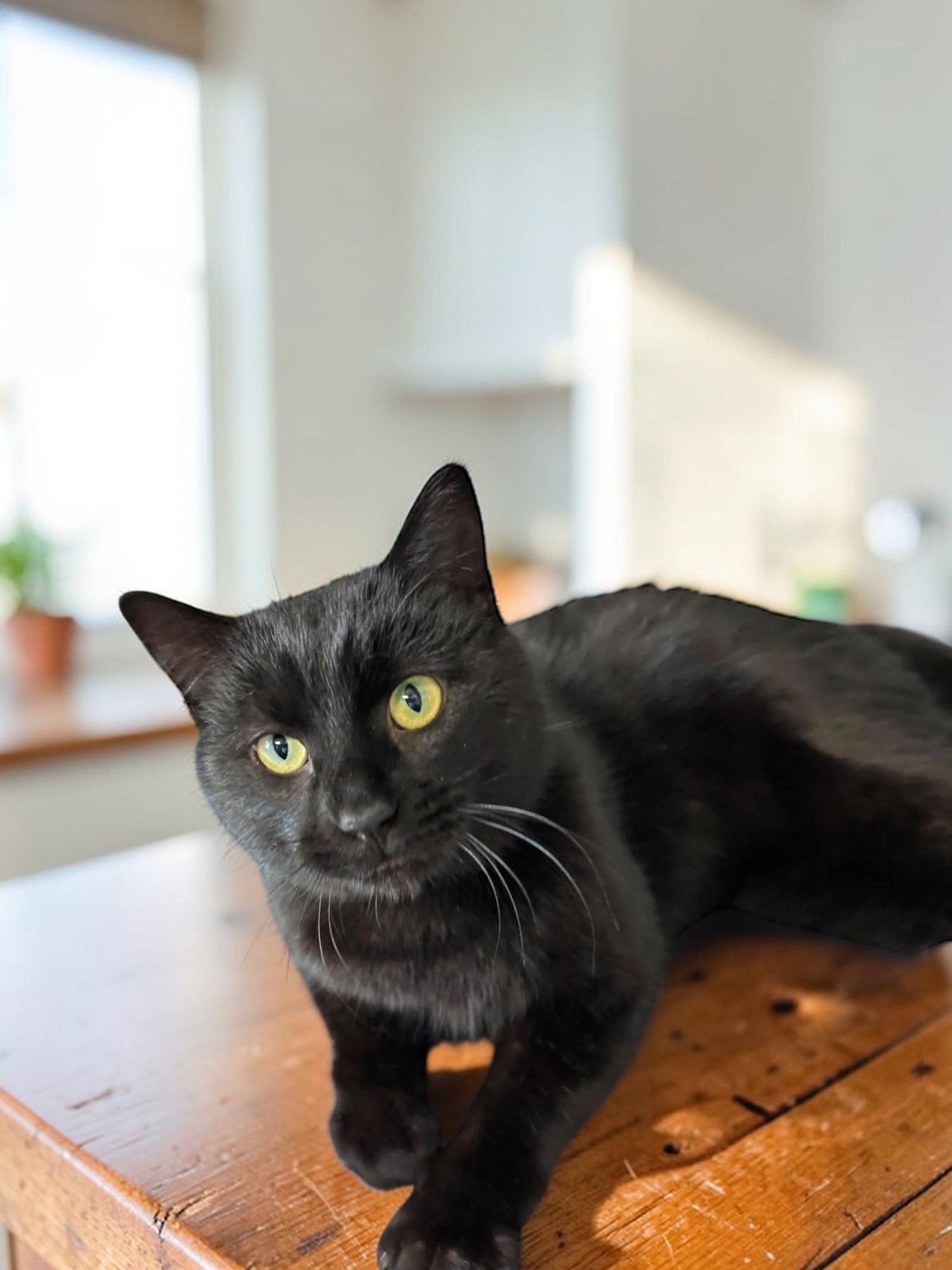 MIDNIGHT - Domestic Short Hair available for adoption