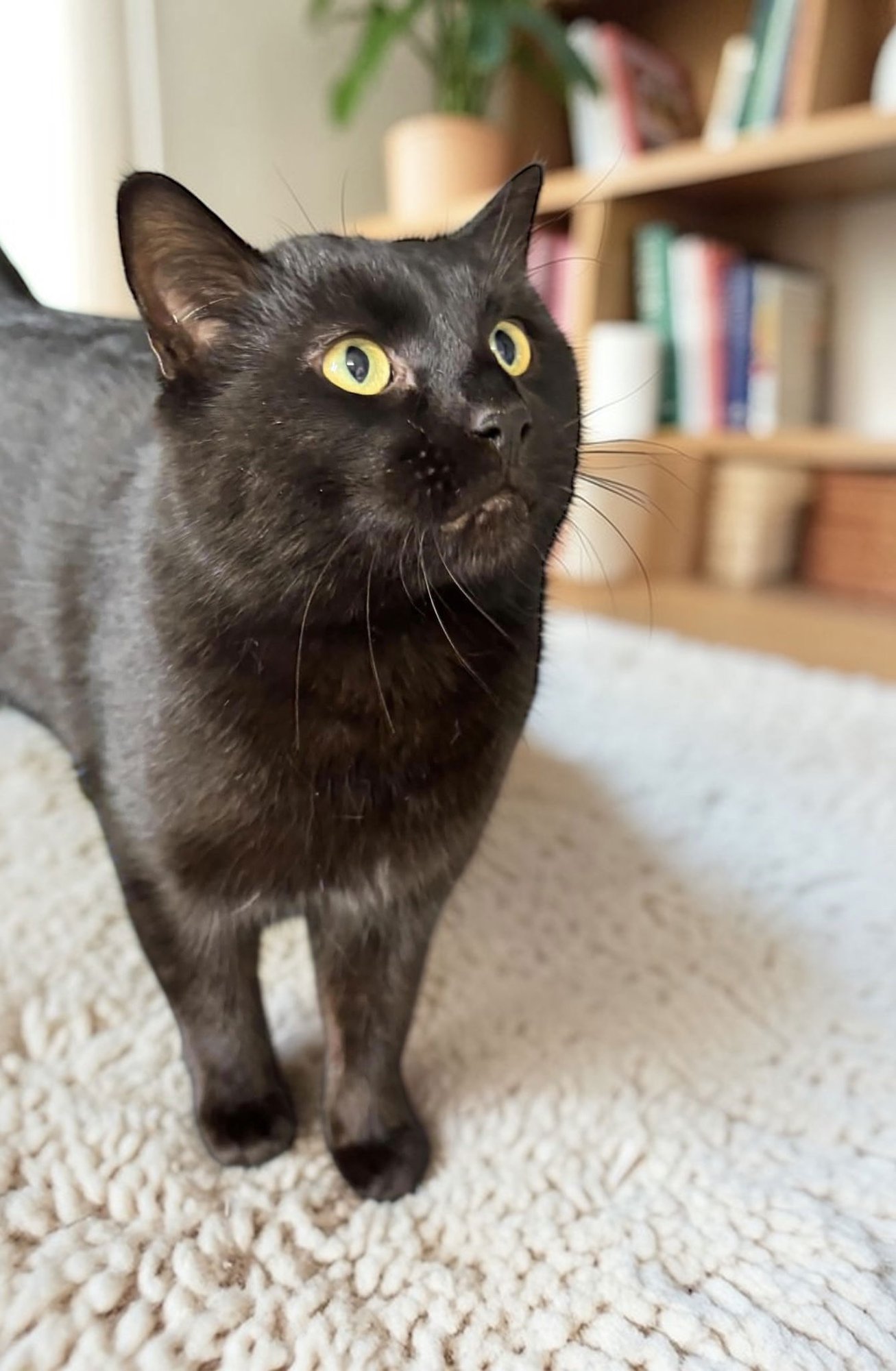 MIDNIGHT - Domestic Short Hair available for adoption