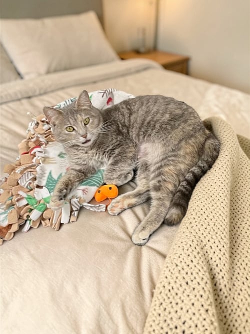 MOONBEAM - Domestic Short Hair available for adoption