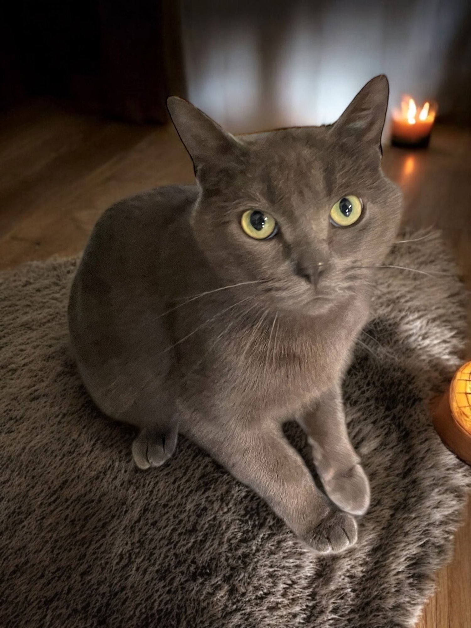 MOLLY - Domestic Short Hair available for adoption