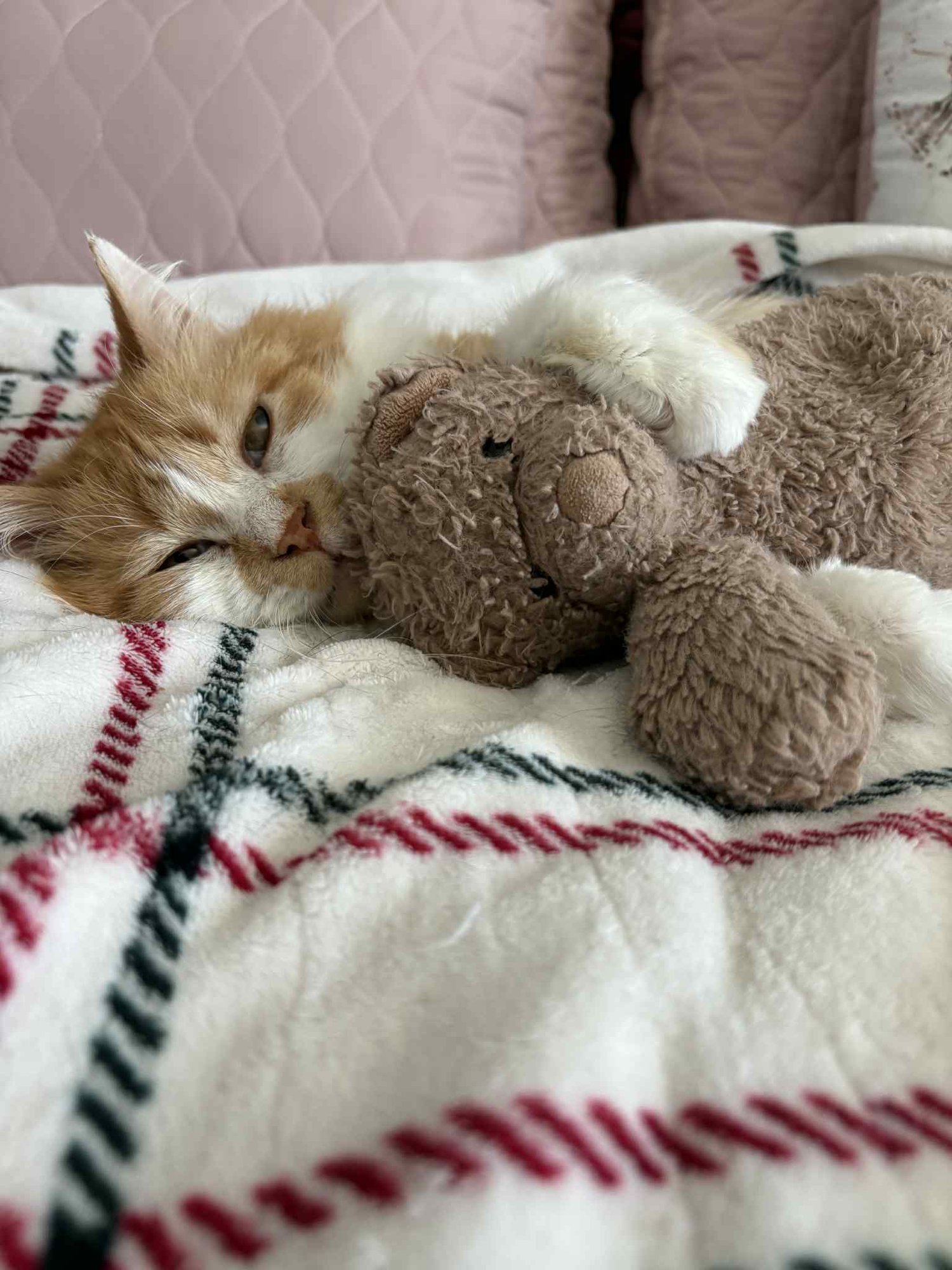 FERGUS - Domestic Long Hair available for adoption