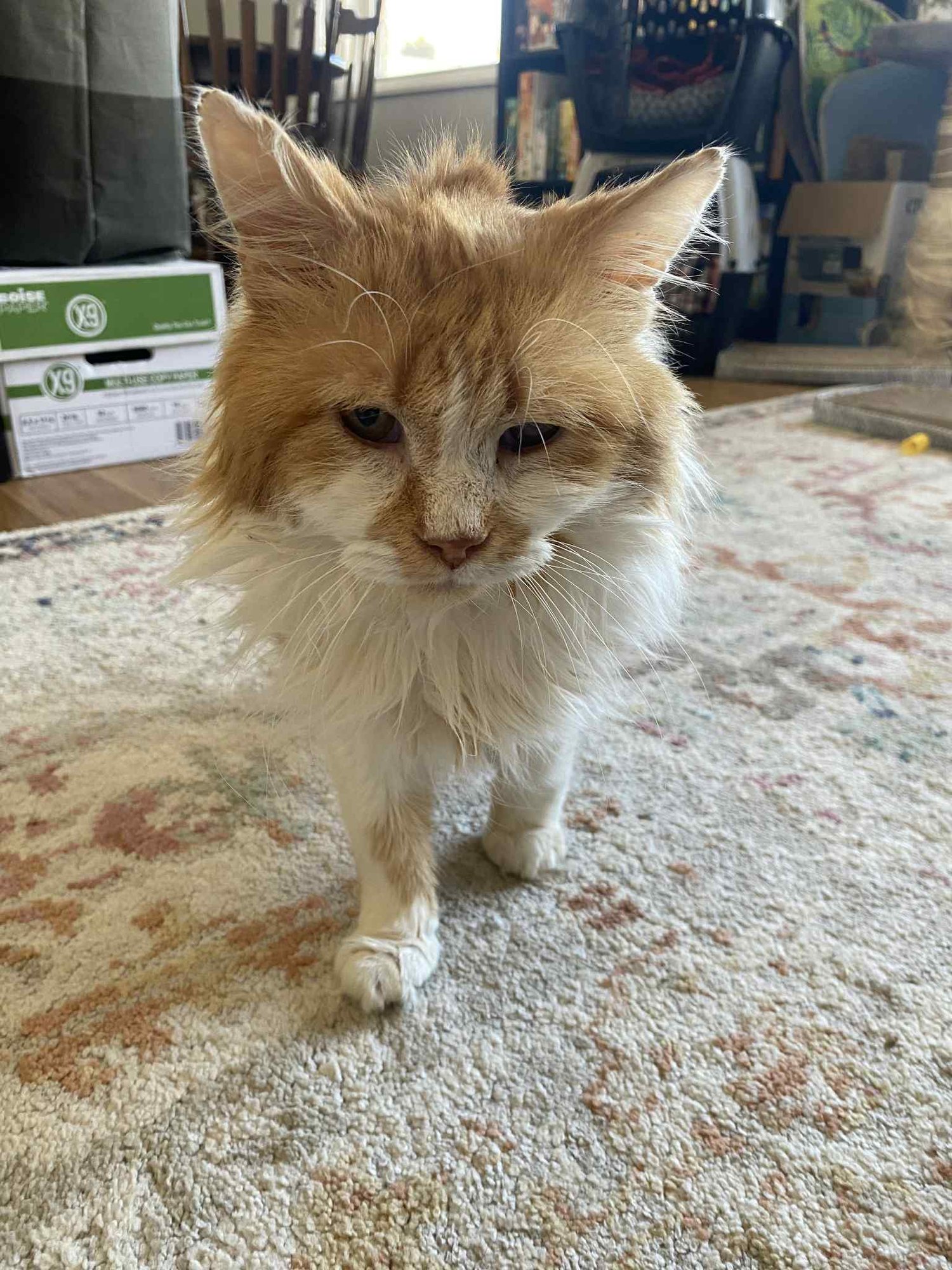 FERGUS - Domestic Long Hair available for adoption