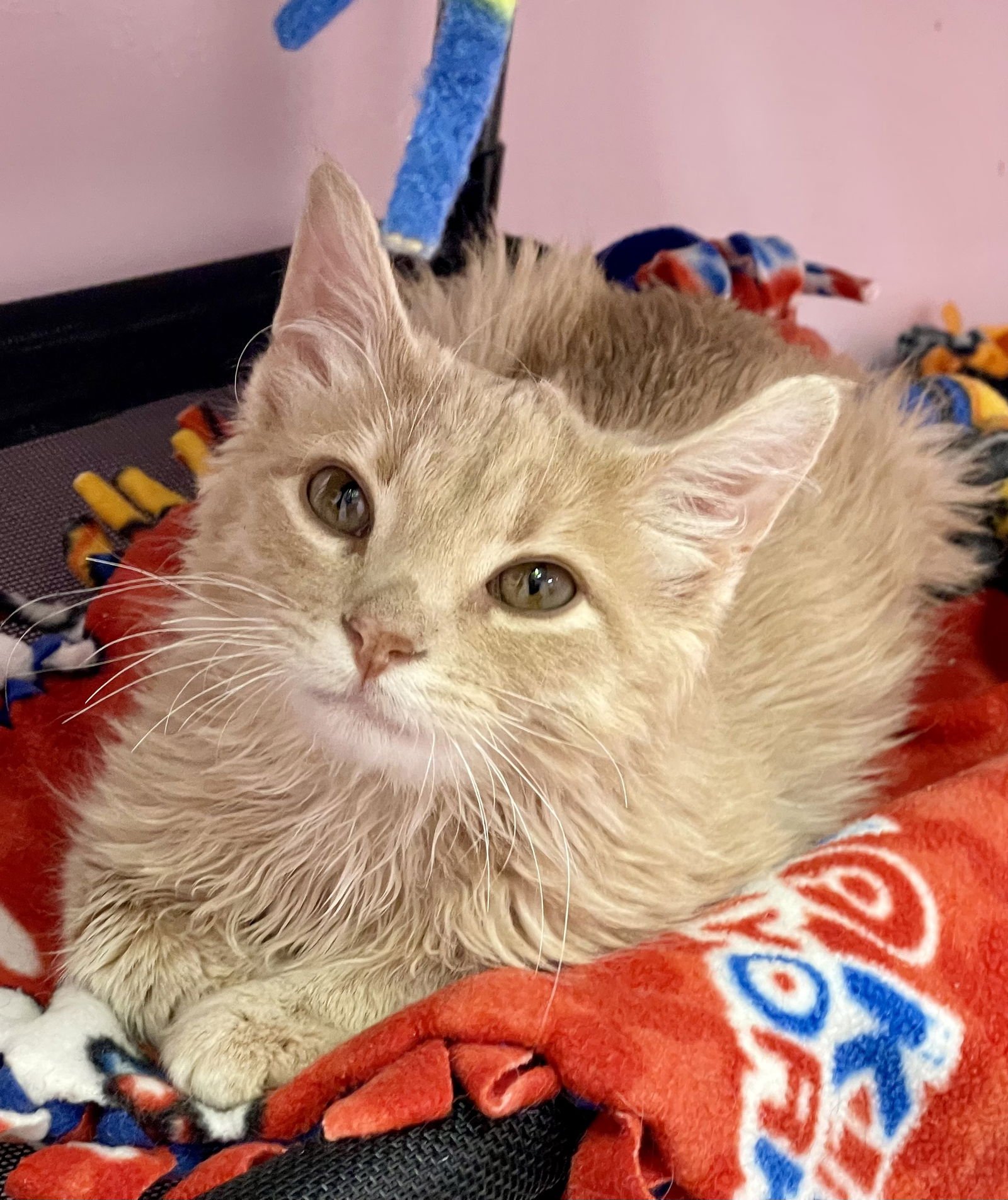 FINLEY - Domestic Medium Hair available for adoption