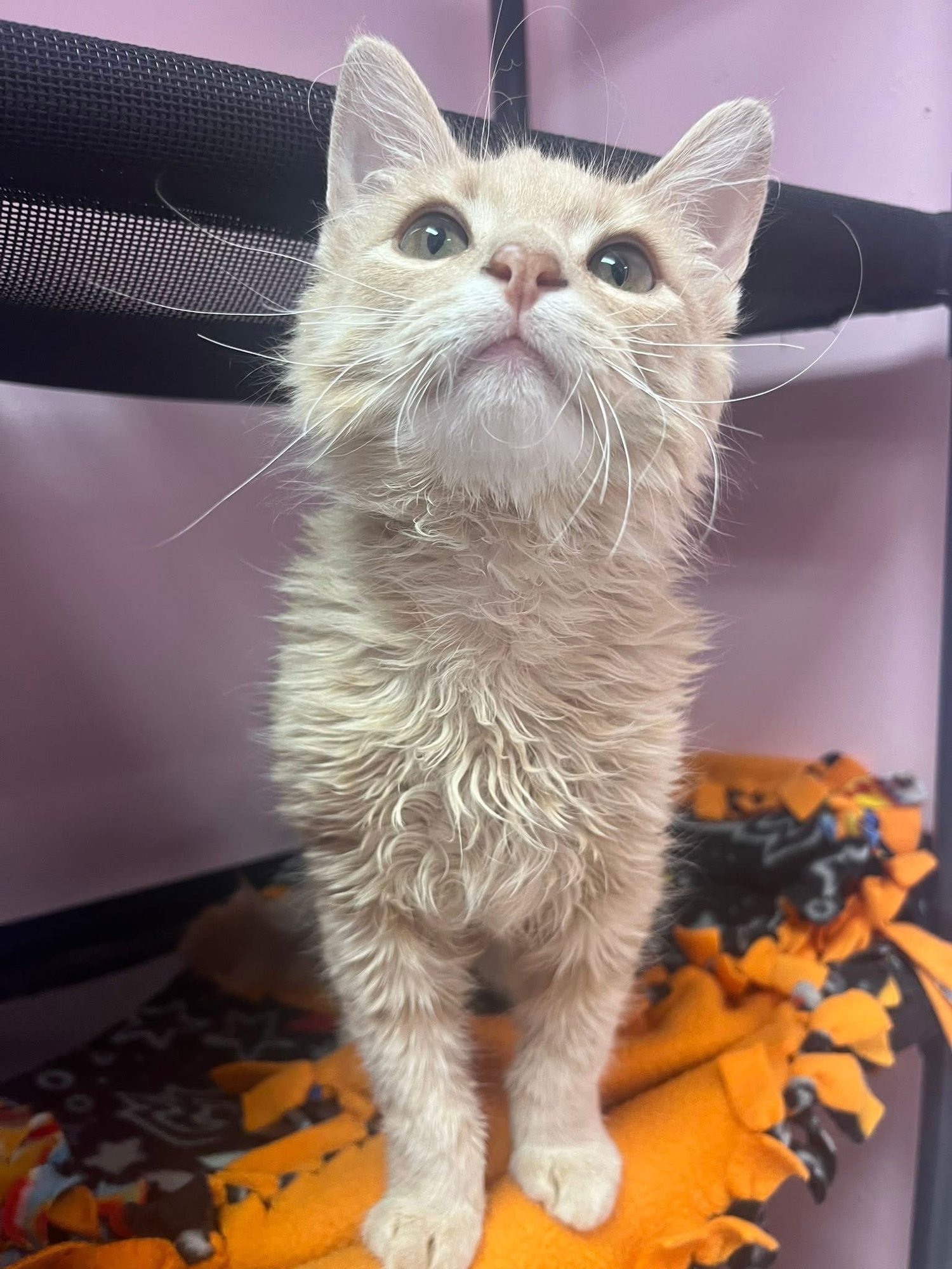 FINLEY - Domestic Medium Hair available for adoption