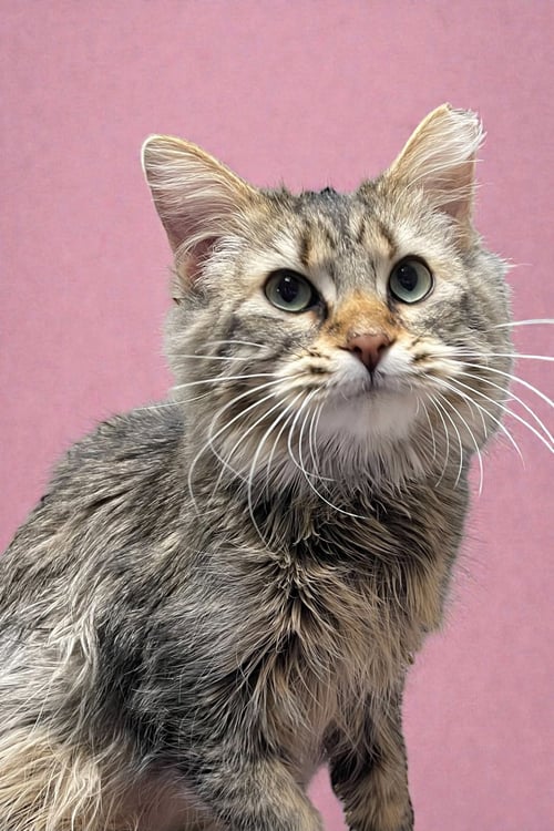 LAYLA - Domestic Long Hair available for adoption