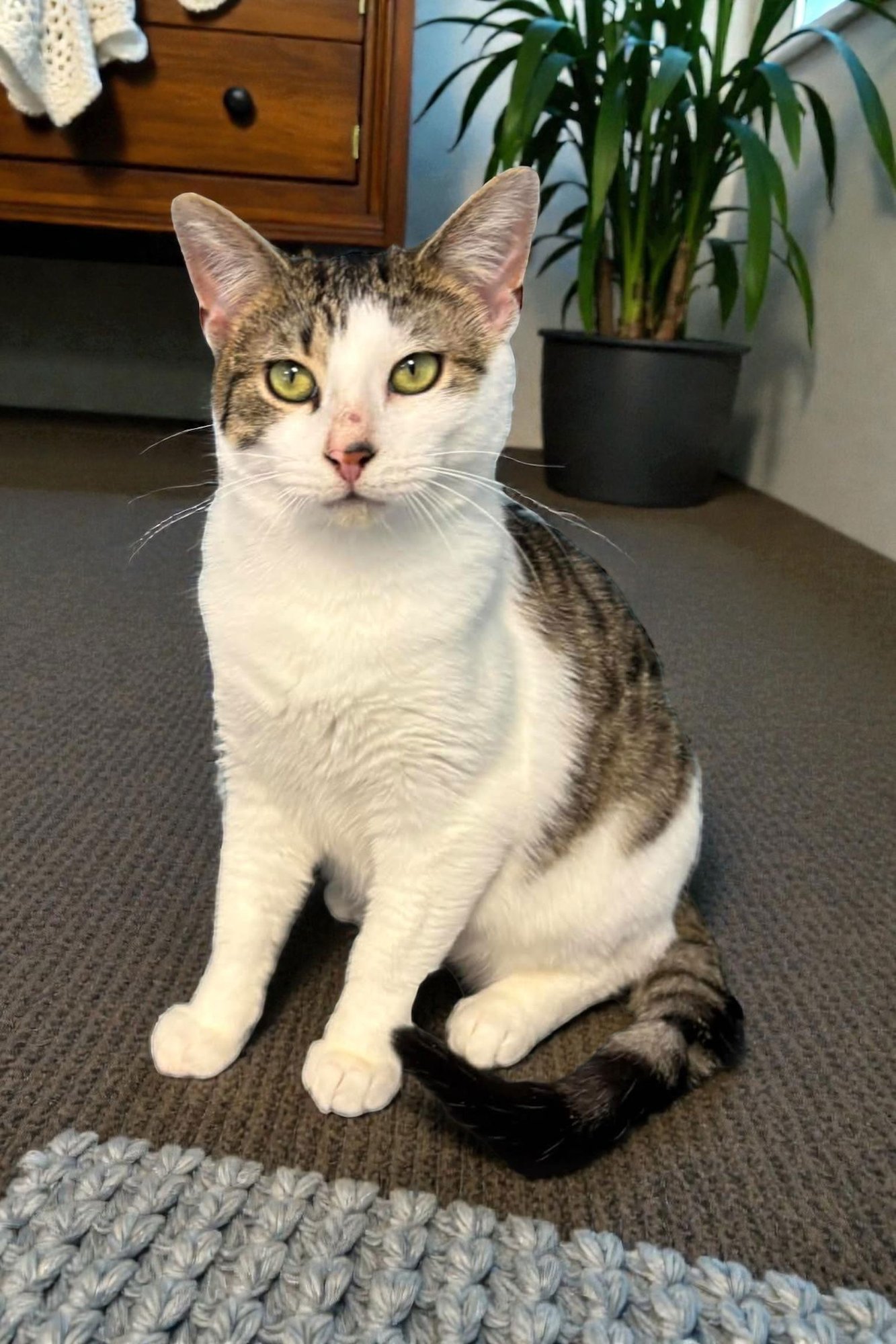 OWEN - Domestic Short Hair available for adoption