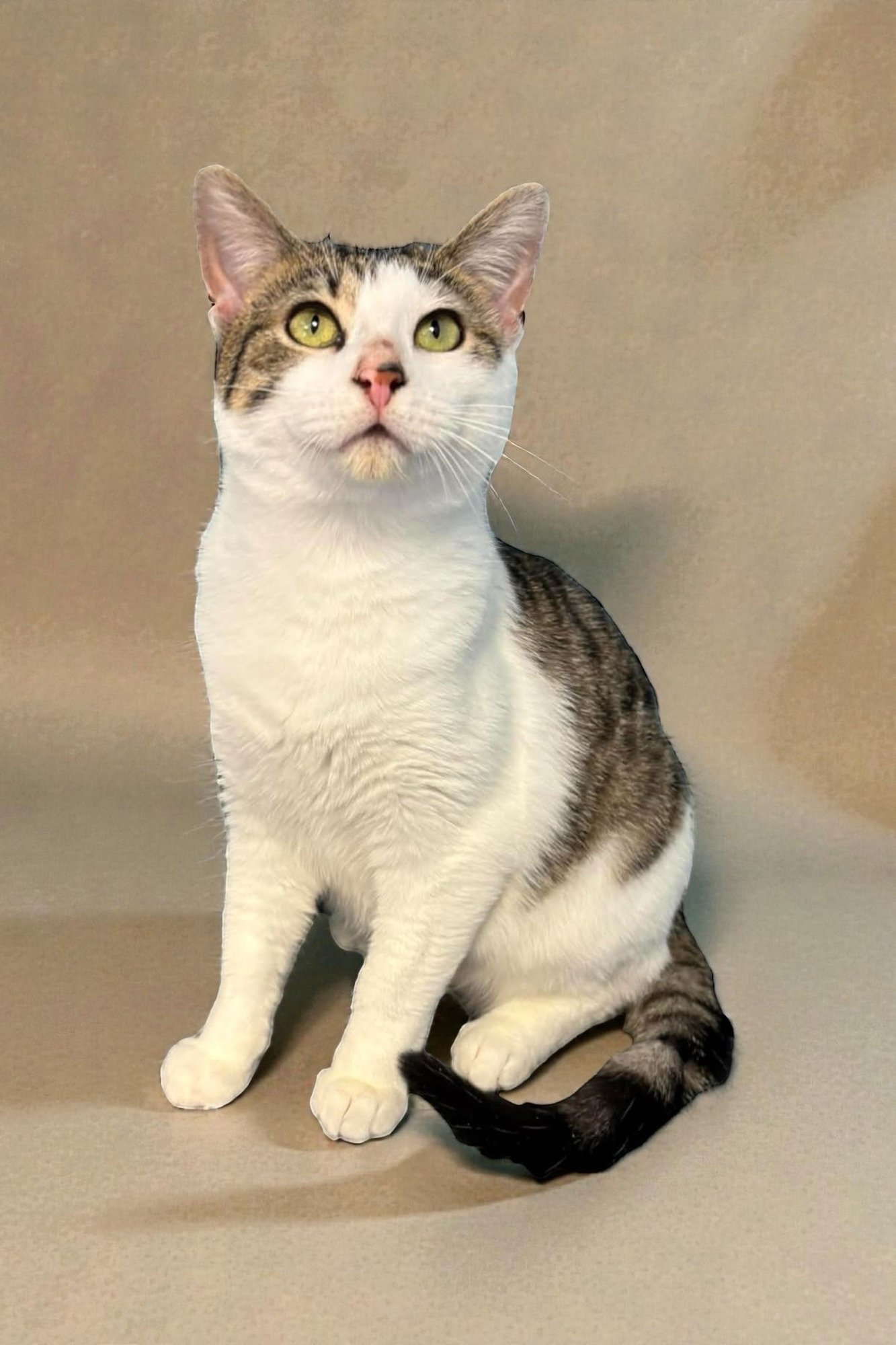 OWEN - Domestic Short Hair available for adoption