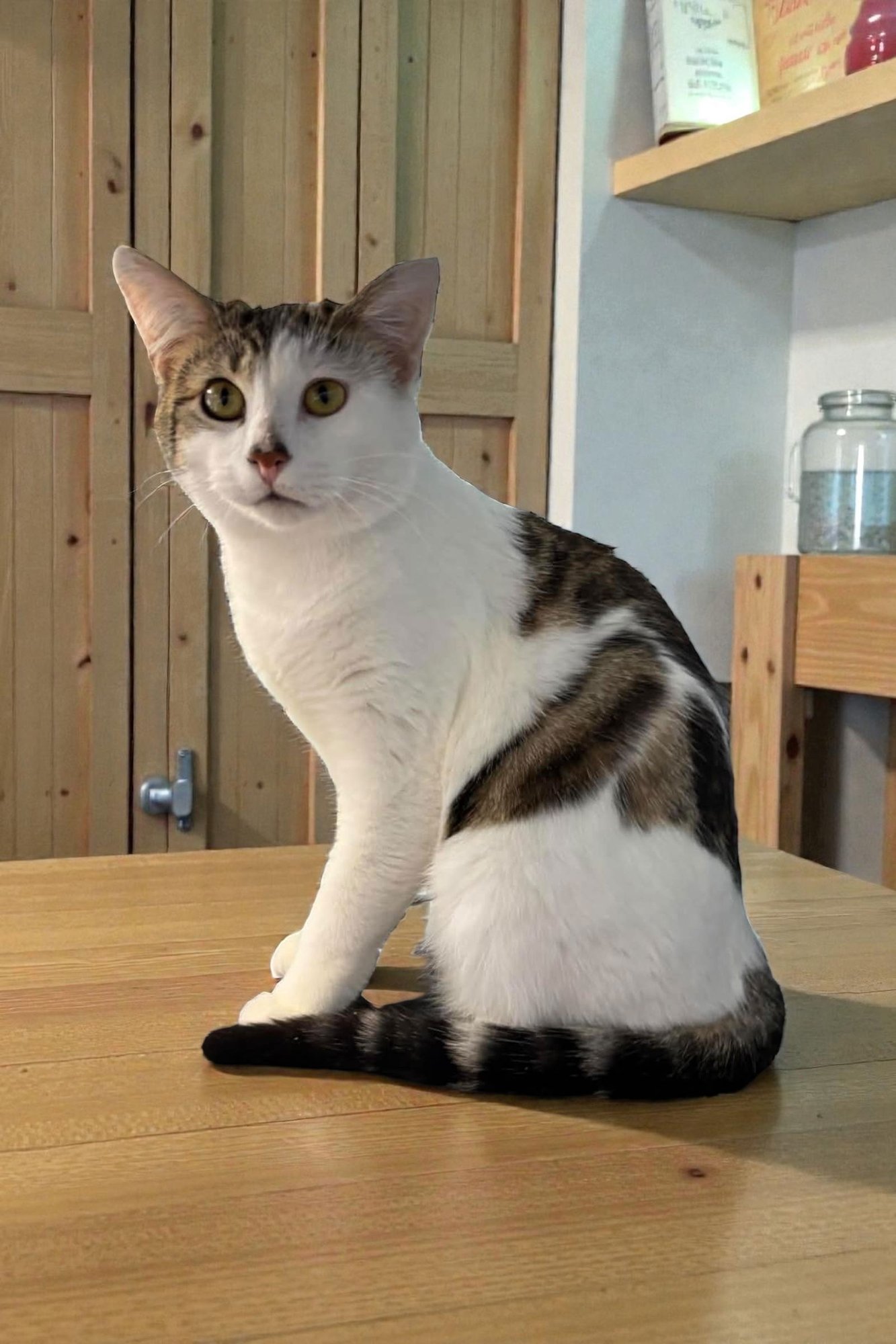 ETHAN - Domestic Short Hair available for adoption