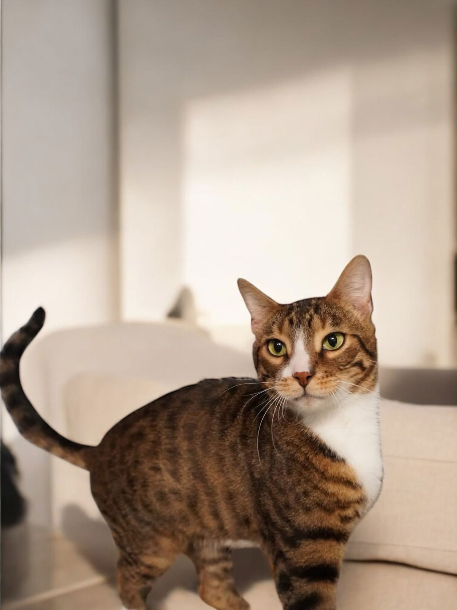 THOR - Domestic Short Hair available for adoption