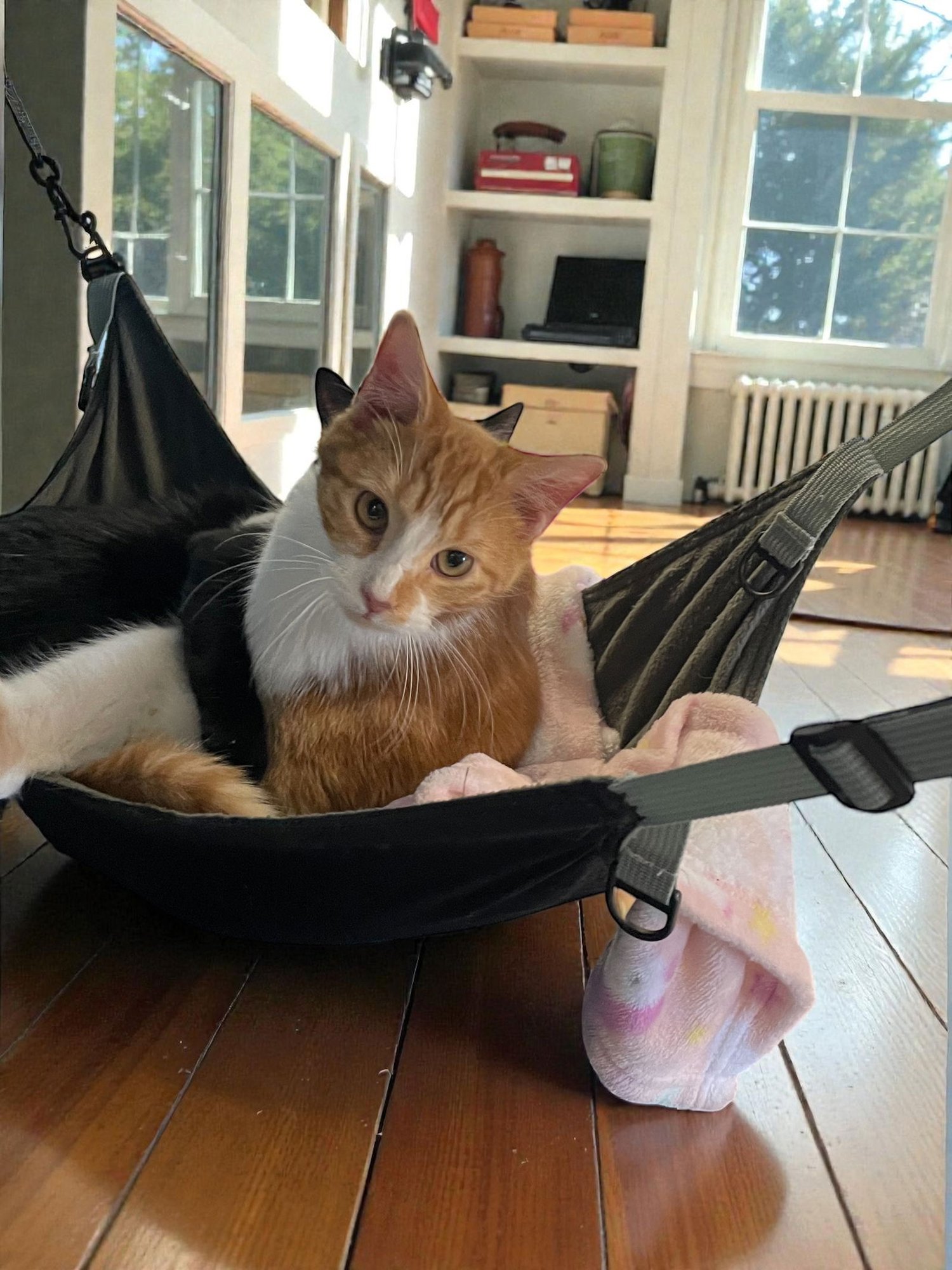 RUSTY - Domestic Short Hair available for adoption