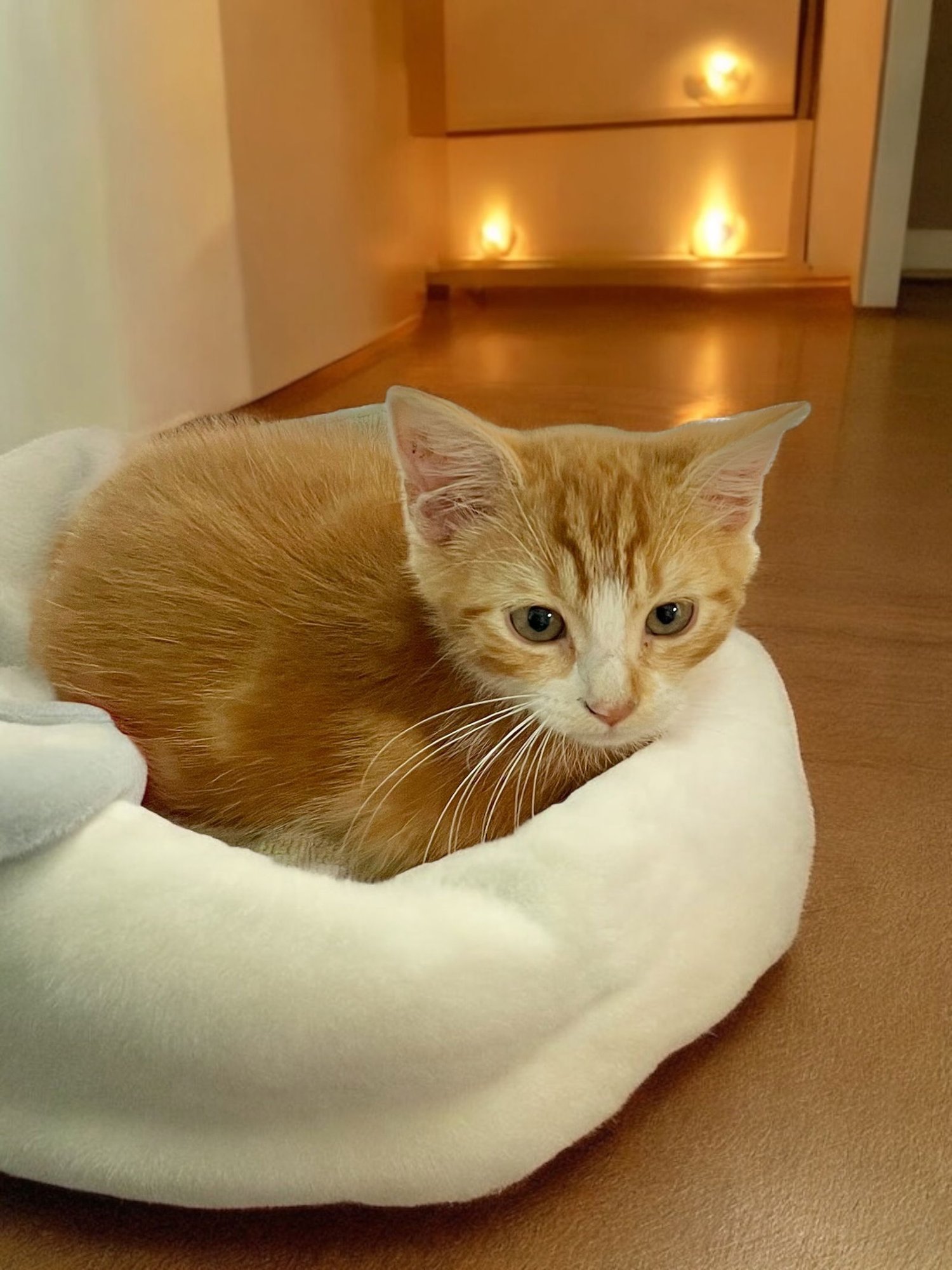 RUSTY - Domestic Short Hair available for adoption