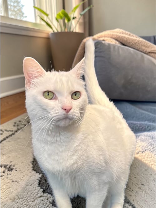 HARLEY - Domestic Short Hair available for adoption