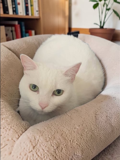 HARLEY - Domestic Short Hair available for adoption