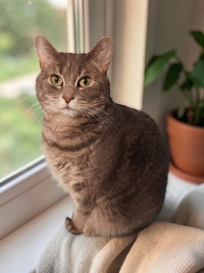 MISTY - Domestic Short Hair available for adoption