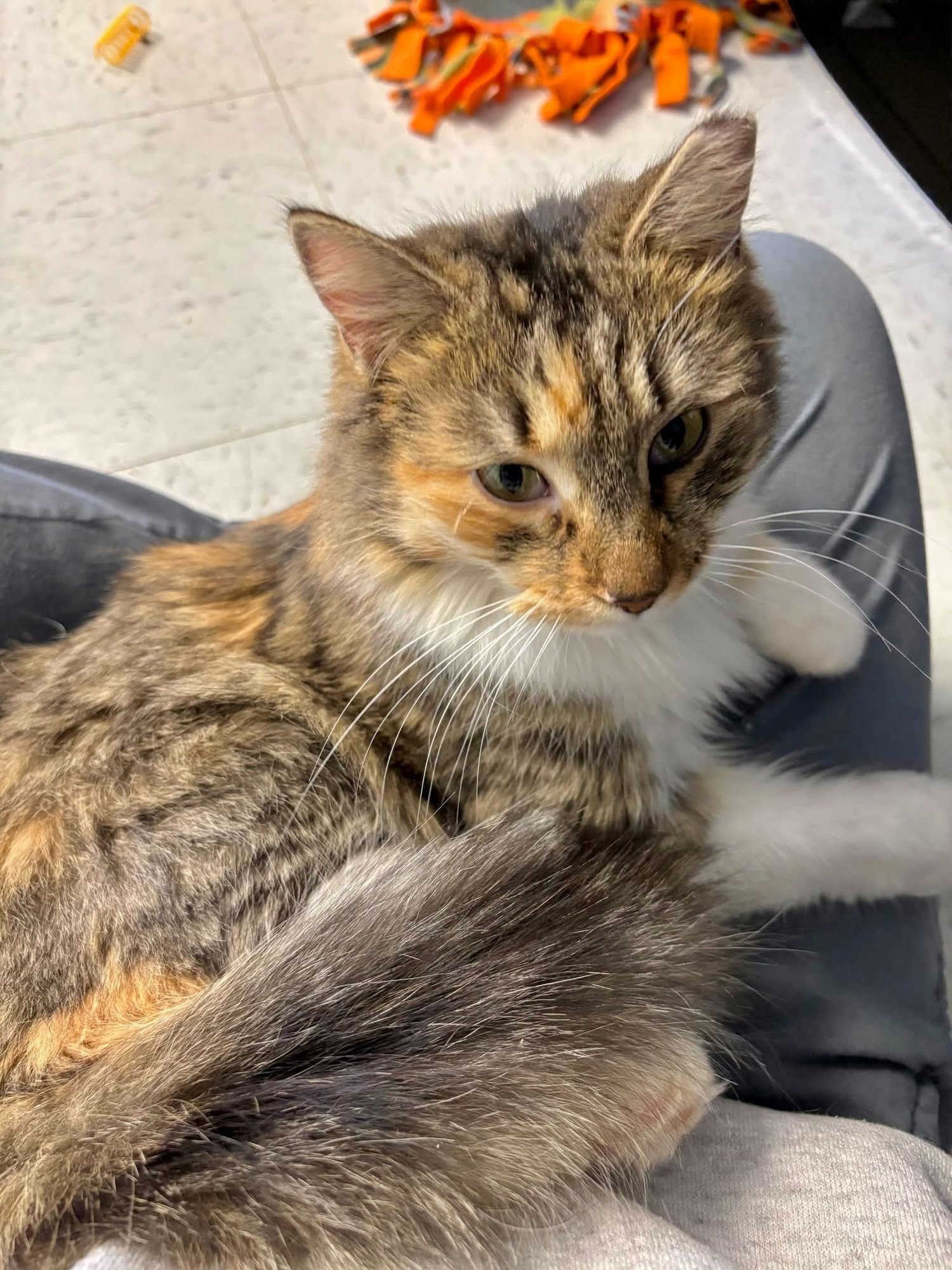 KIARA - Domestic Long Hair available for adoption