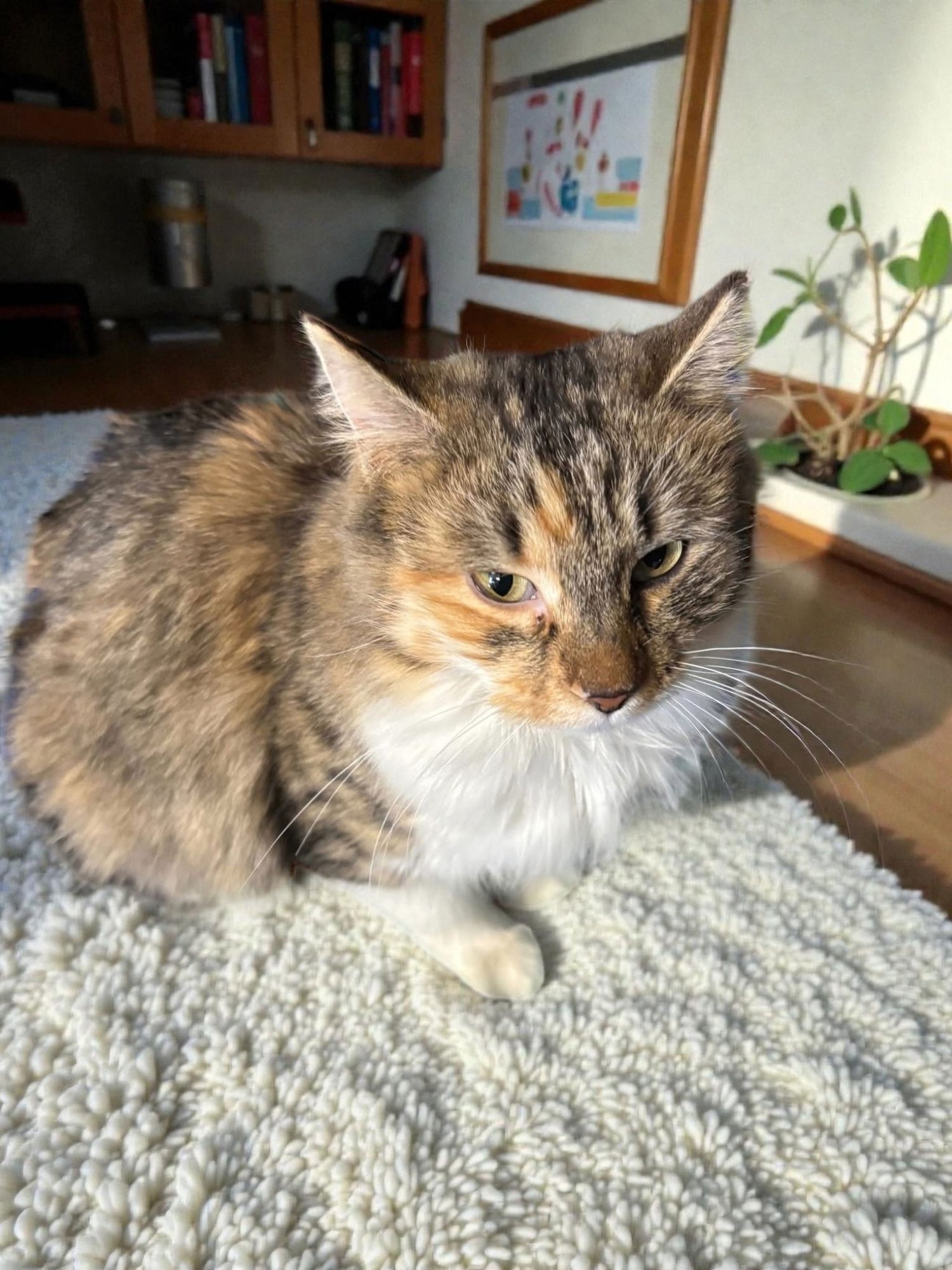 KIARA - Domestic Long Hair available for adoption