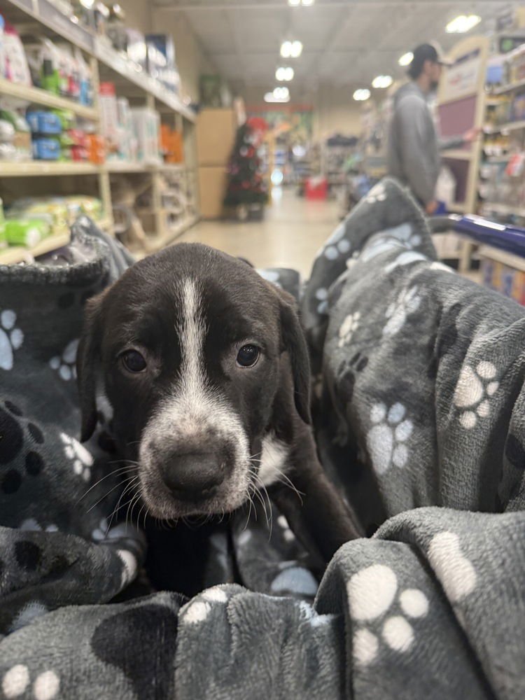 ILIA (MIRAÂS MUNCHKINS 2026 MALE) - Pit Bull Terrier / Terrier available for adoption