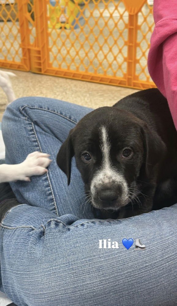 ILIA (MIRAÂS MUNCHKINS 2026 MALE) - Pit Bull Terrier / Terrier available for adoption