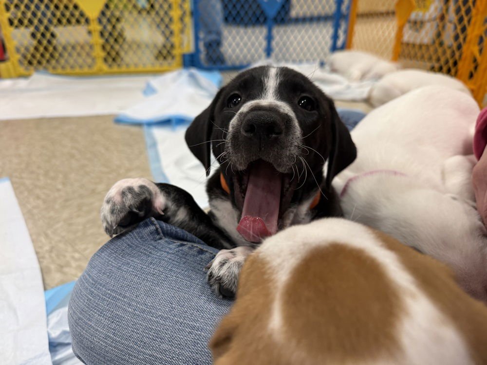 Ilia (Miraâs Munchkins 2026 MALE) - Photo 3