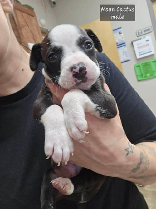 MOON CACTUS (TINY 10 2026)  MALE - Pit Bull Terrier / Terrier available for adoption