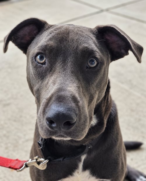 HOPPER   (2026) - Pit Bull Terrier / Terrier for adoption in Philadelphia