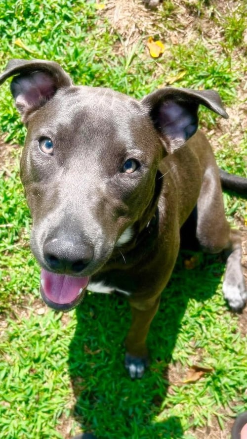 HOPPER   (2026) - Pit Bull Terrier / Terrier available for adoption