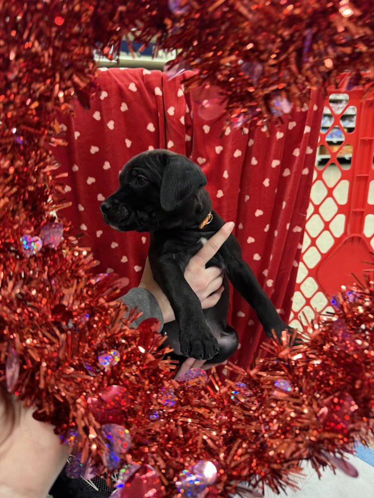 MARIANN  (PIT-KABOODLES 2026) - Pit Bull Terrier / Golden Retriever available for adoption