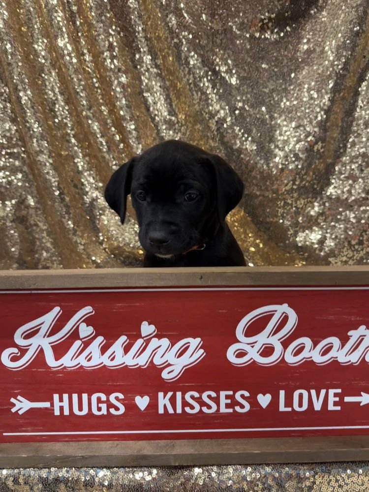 Mariann  (Pit-Kaboodles 2026) - Photo 3