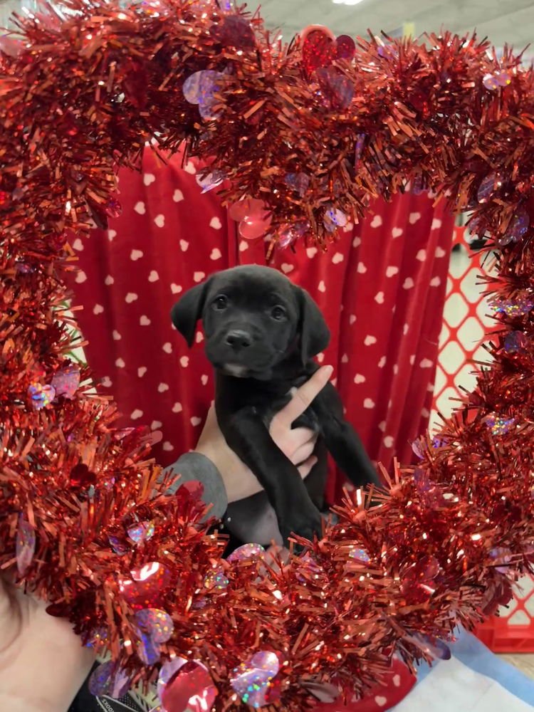 Mariann  (Pit-Kaboodles 2026) - Photo 4